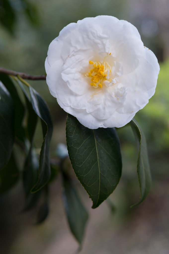 山茶花