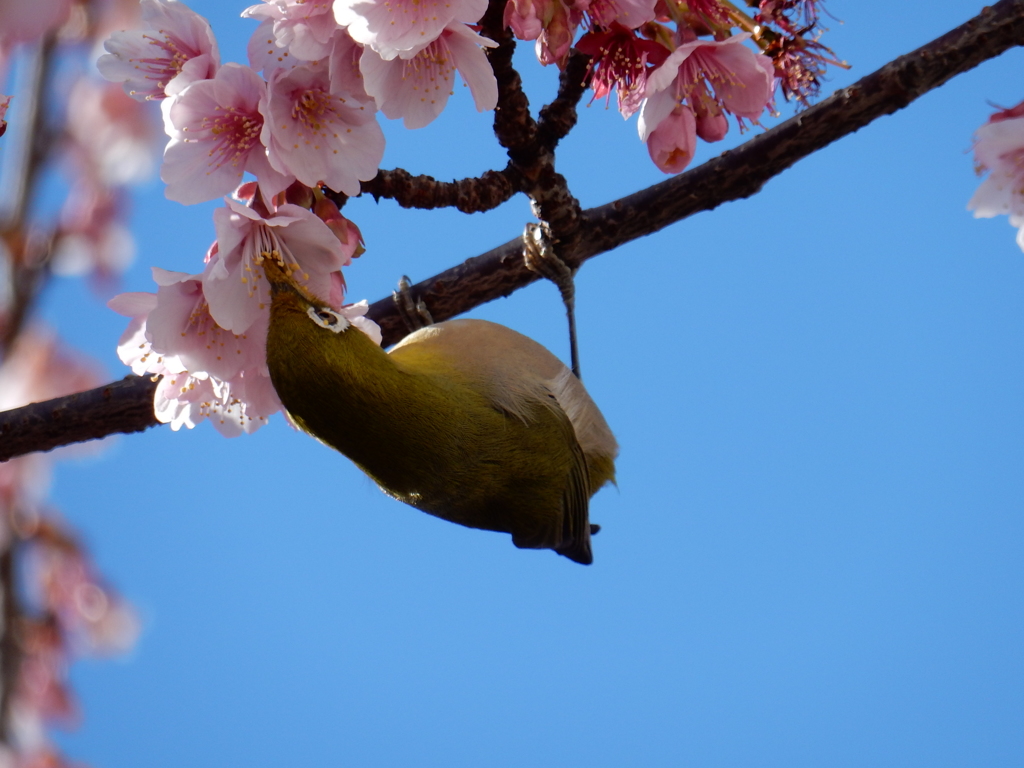 早咲き桜の蜜に夢中のメジロ