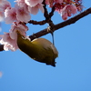 早咲き桜の蜜に夢中のメジロ