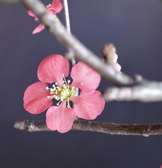 一輪の梅の花