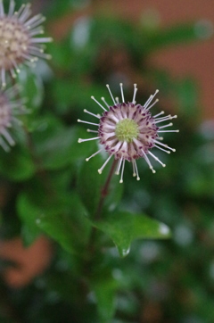 花びら　落花