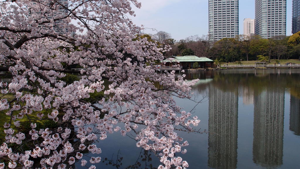 桜満開