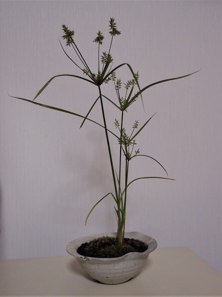 カヤツリグサの野草盆栽