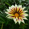 ガザニアの花