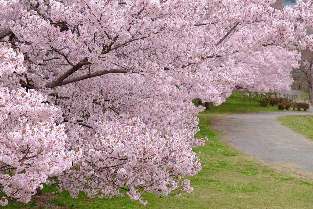 桜並木