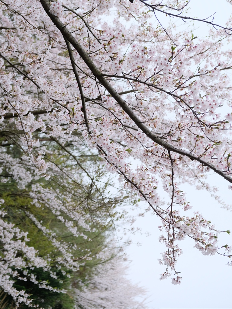 平成最後の桜