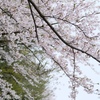 平成最後の桜