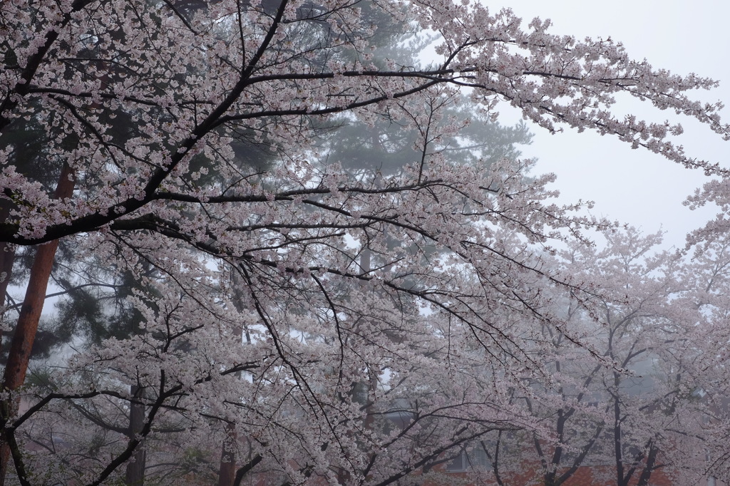 霧に映える桜