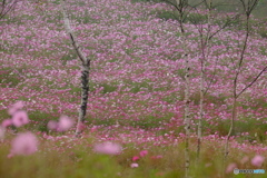 コスモスの咲く丘