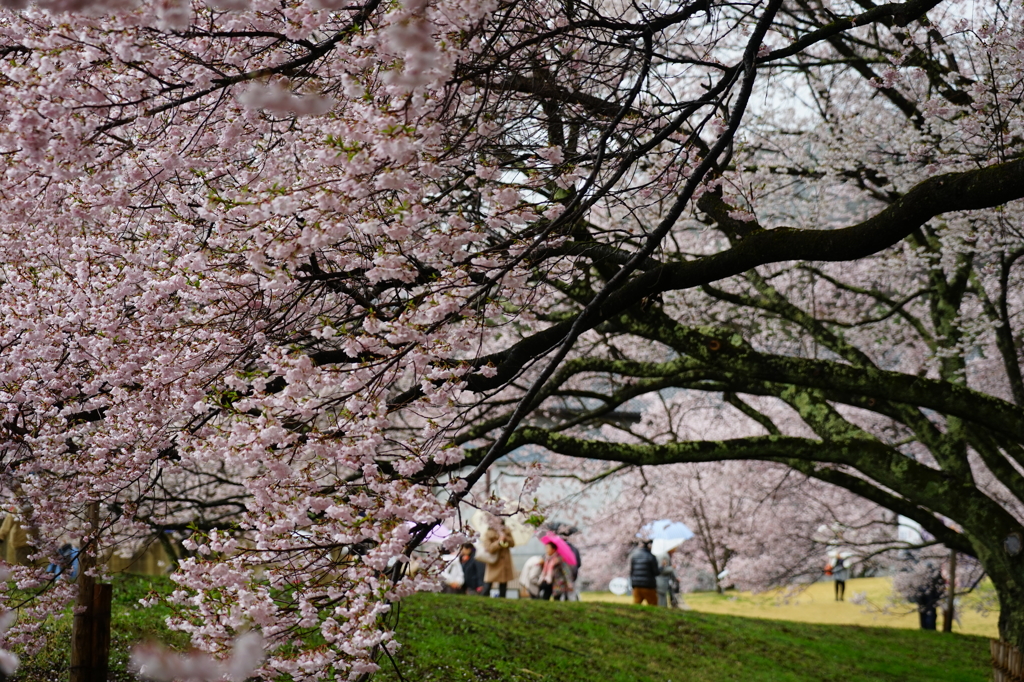 高遠の桜　満開