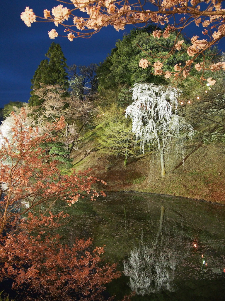 上田城跡の夜桜