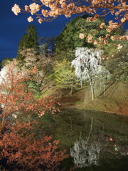 上田城跡の夜桜
