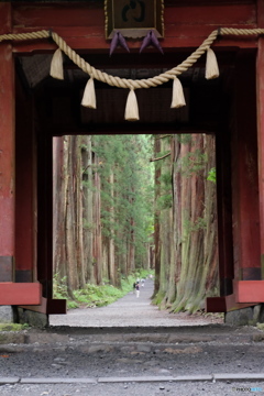 戸隠神社　奥社への道