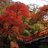 紅葉とヨメ