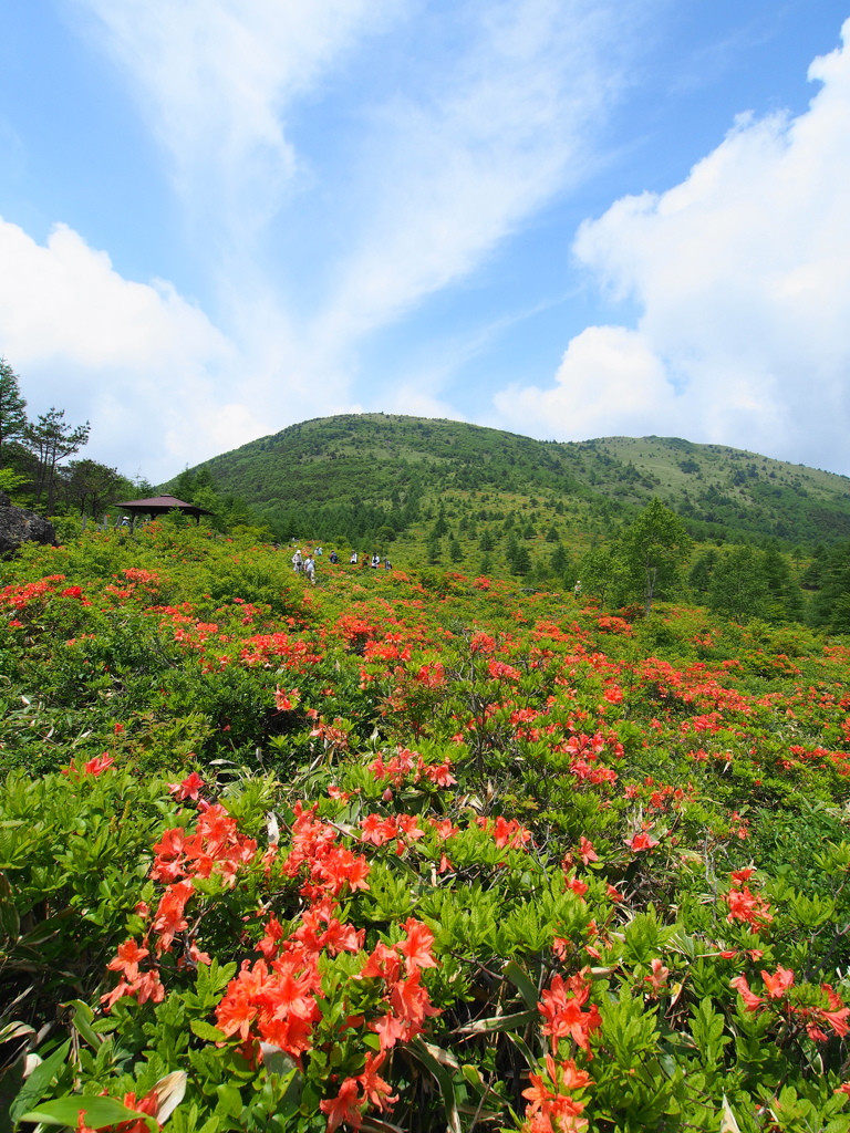 満開のツツジ大群落と湯ノ丸山