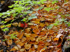 濡れる落葉