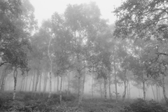 霧に煙る白樺林