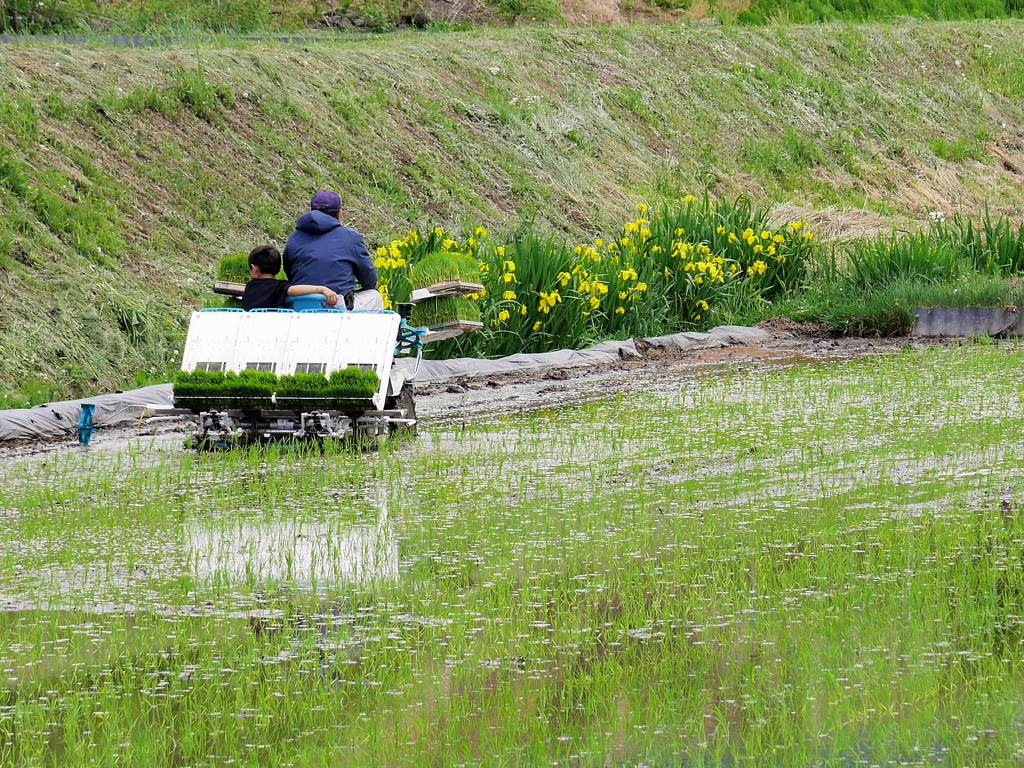 仲良くお田植え