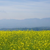 満開の菜の花と八ヶ岳
