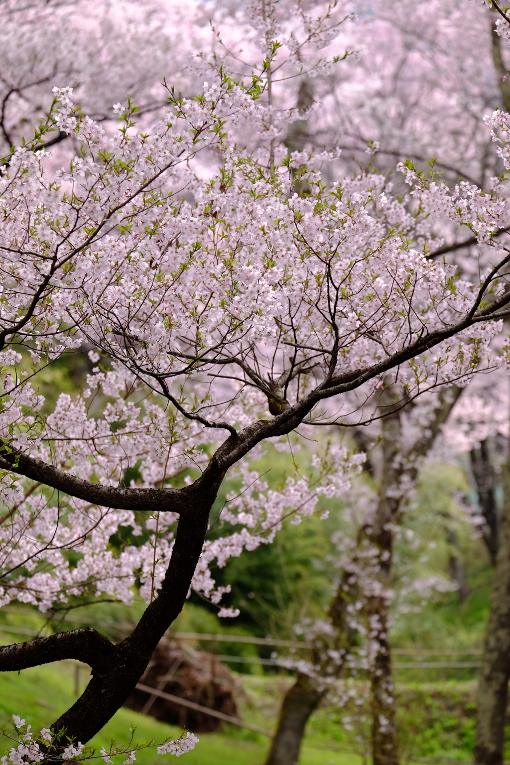 葉桜