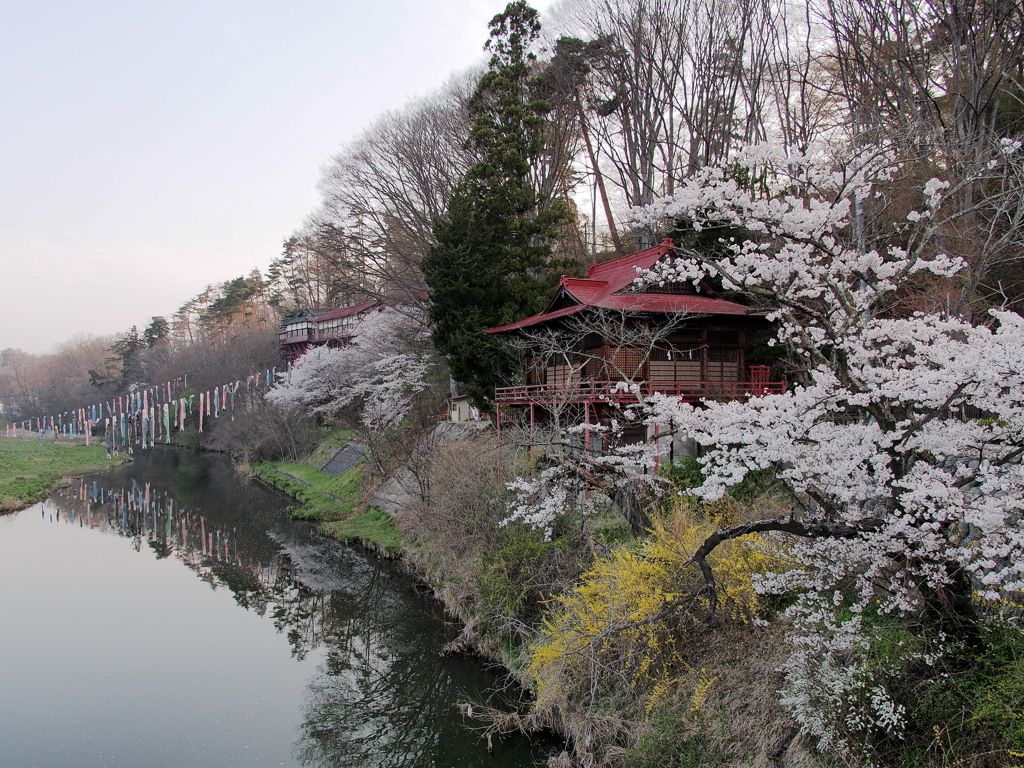 桜と鯉