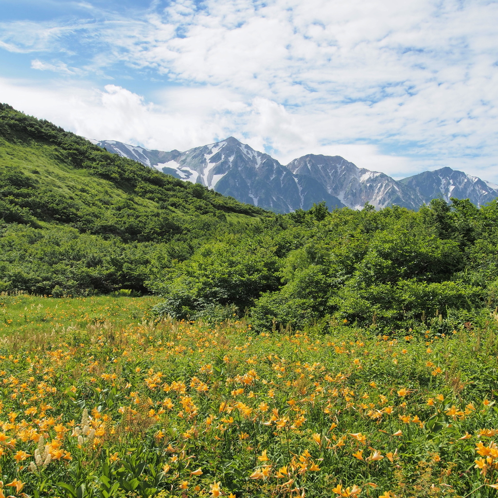 夏山