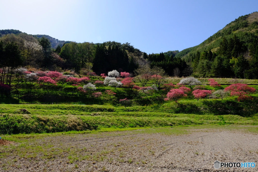 花桃の咲く里