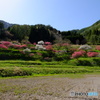 花桃の咲く里