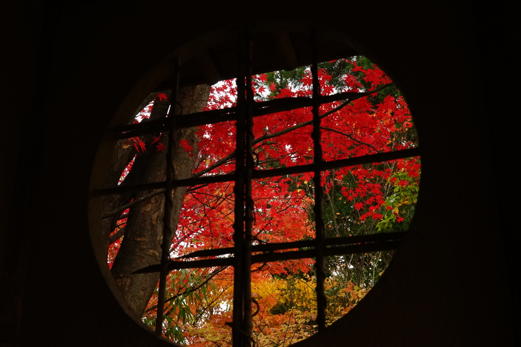 垣間見る紅葉