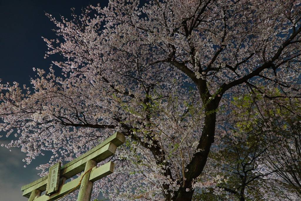 近所の神社