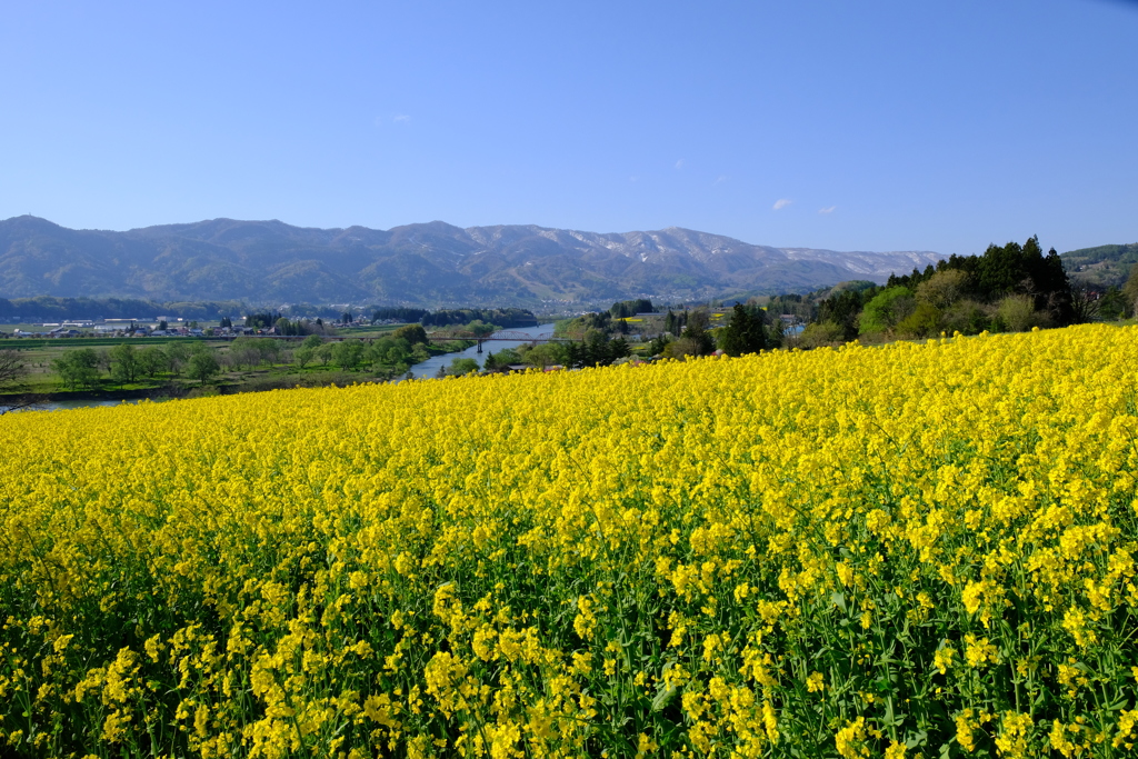 菜の花畑