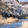 春のうららの・・・