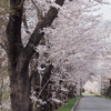 桜並木