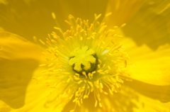 花粉