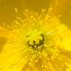 花粉