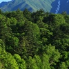 緑輝く北の孤峰