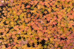 2014年秋紅葉8