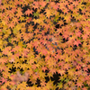 2014年秋紅葉8