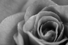 Morning Dew（モノクロ）