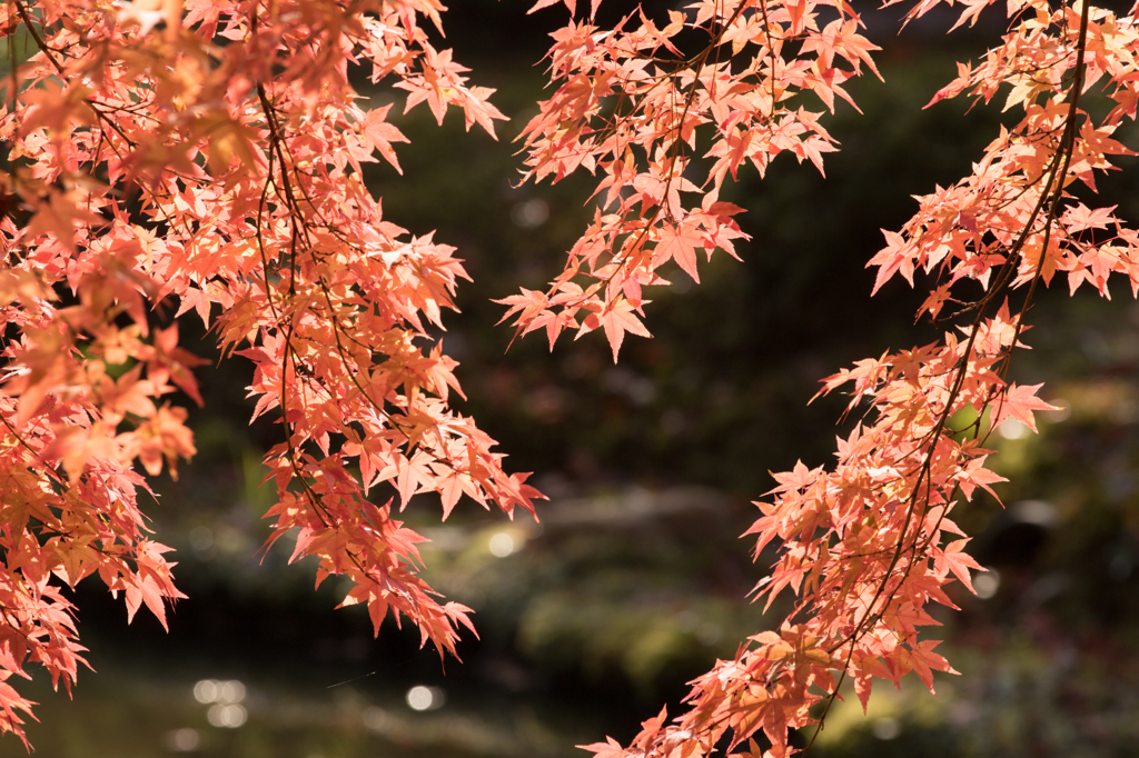 2014年秋紅葉6