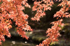 2014年秋紅葉6