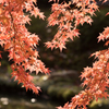 2014年秋紅葉6