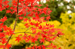 2014年秋紅葉3