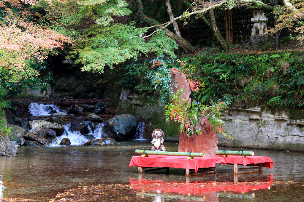 水上の狸