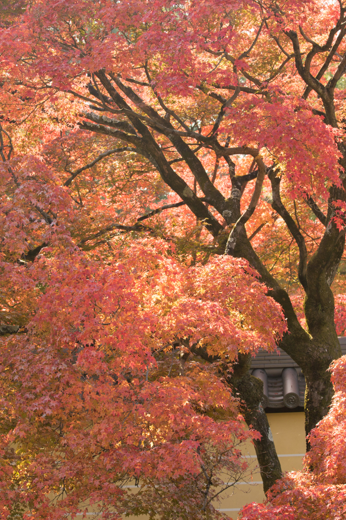 2014年秋紅葉7