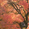 2014年秋紅葉7