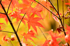 2014年秋紅葉2