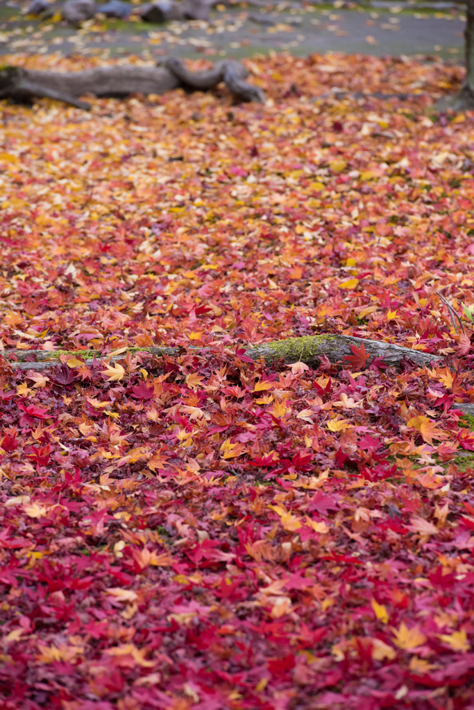2014年秋紅葉11