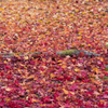 2014年秋紅葉11
