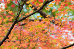 2014年秋紅葉9